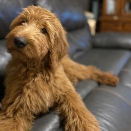 Savannah - Goldendoodle