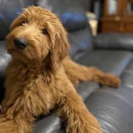 Savannah - Goldendoodle