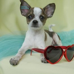 Bentley - Black male Chihuahua puppy in Bois D Arc, Missouri from Carsten's Chihuahuas
