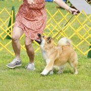 Icelandic Sheepdog All Grown Up from Tri-Star Icelandics