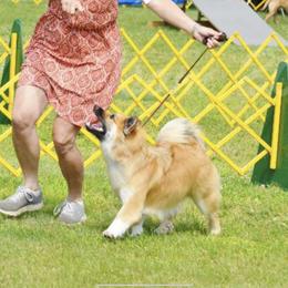 Icelandic Sheepdog All Grown Up from Tri-Star Icelandics