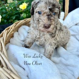 Lucky - Merle male Goldendoodle puppy in Taylorsville, Georgia from Sweet Southern Doodles