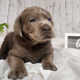 Labrador Retrievers from Wayalife Labradors