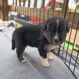Sterling (green) - Black tri-color male Australian Shepherd puppy in Okeechobee, Florida from Rothsolid Puppies