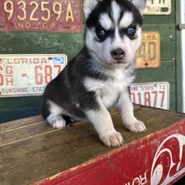 Apricot - Black and white female Siberian Husky puppy in Burnsville, North Carolina from Peterson Puppies