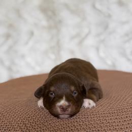 Boy 2 - Red tri-color male Australian Shepherd puppy in Argyle, Iowa from Country Time Kennels