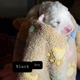 Mr Black - White male Great Pyrenees puppy in Yucaipa, California from Rusty Horse Ranch Great Pyrenees