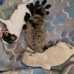 Pomeranian puppies from Northern Cali Pomskies