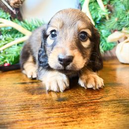 Pumpkin 3500 - Cream male Dachshund puppy in Sylvania, Alabama from Yancey’s Doxies