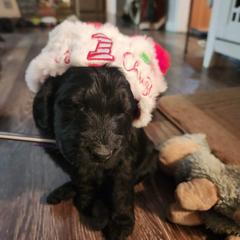 Double Doodle Puppies from Christina's Double Doodles