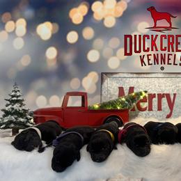 Girl 3 - female Labrador Retriever puppy in Plymouth, North Carolina from Duck Creek Kennels