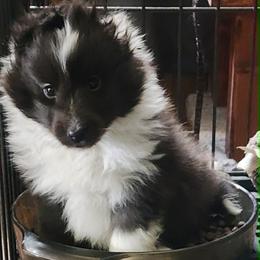 Shelby - Black and white female Shetland Sheepdog puppy in Weedsport, New York from M&M Shelties and Smooch-A-Bulls English Bulldogs