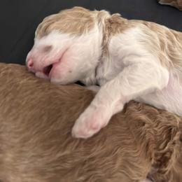 Goldendoodle Puppies from Nash Doodles