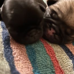 Pug Puppies from Kansas AKC Pug puppies