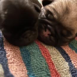 Pug Puppies from Kansas AKC Pug puppies