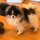Finn (owned by Chantilly Lace Pomeranians)