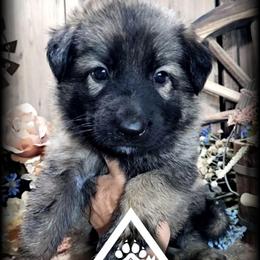 Copper - Sable male German Shepherd puppy in Sequim, Washington from German Shepherd Haus