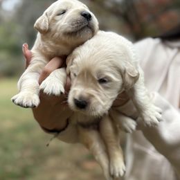 Pinta - Light golden female Golden Retriever puppy in Warrenton, Virginia from Four Lochs LLC