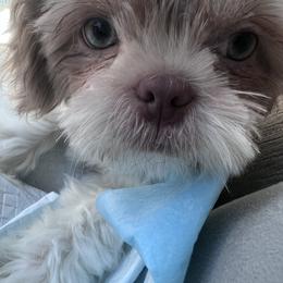 Shih Tzu Puppies from P&B Tzu Tribe