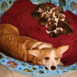 Sophie - Pembroke Welsh Corgi