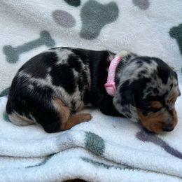 Girl 1 - Dapple female Dachshund puppy in Grand Valley, Pennsylvania from Hounds on the Hill