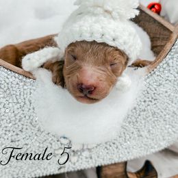 Female 5 - Apricot female Goldendoodle puppy in Otisville, Michigan from Danie’s Darling Doodles LLC