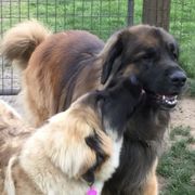 Leonbergers from Silver Star Leos