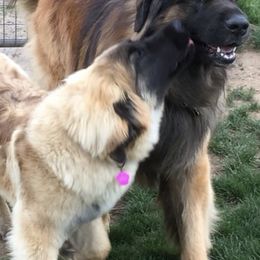 Leonbergers from Silver Star Leos