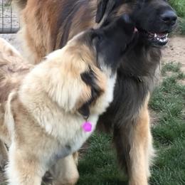 Leonbergers from Silver Star Leos