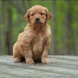 Poppy - Dark golden female Golden Retriever puppy in Saint Joe, Indiana from Golden Acres Farm