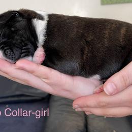 Boxer Puppies from Boxers Von Drachenburg