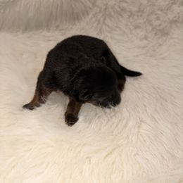 Girl 2 - Black and tan female German Shepherd puppy in Hollis Center, Maine from Noble German Shepherds of Maine