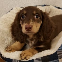 Dachshund Puppies from CJ's Dach Dynasty