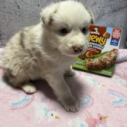 Chewy - Blue merle male Australian Shepherd puppy in Warsaw, Missouri from Siercks Ranch Aussies