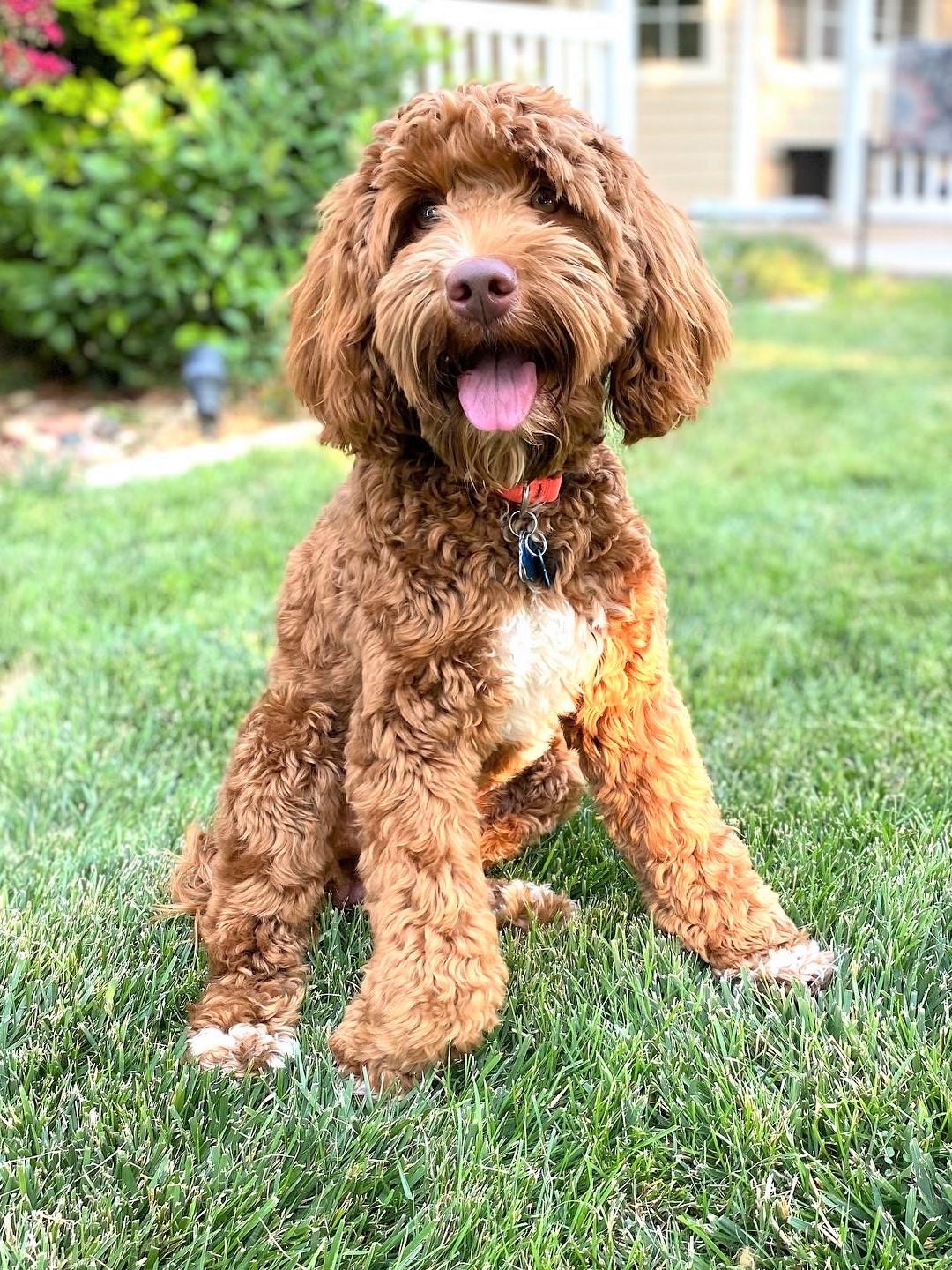Koa