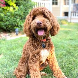 Koa - Australian Labradoodle