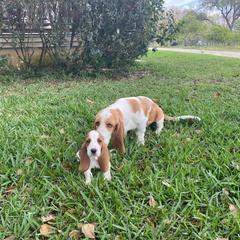 Basset Hound Puppies from Fancy Hounds