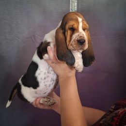 Basset Hound and Beagle Puppies from Mack's Creek Basset Hounds