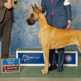 Great Danes from Elle Great Danes