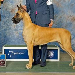 Great Danes from Elle Great Danes