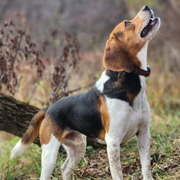 Beagle All Grown Up from Rustic Farm Sporting Beagles