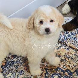 Flounder - Yellow and white male Bernedoodle puppy in Cleveland, Georgia from Jam's Doodles And Poodles