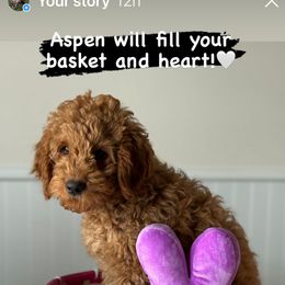 Goldendoodle Puppies from Maple Haven Doodles