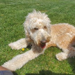 Goldendoodle All Grown Up from SW Doodles of CA
