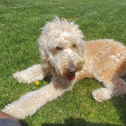 Goldendoodle All Grown Up from SW Doodles of CA