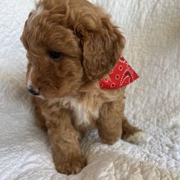 Bernedoodle Puppies from Birdies Mini Bernedoodles