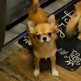 Lovely - Chihuahua