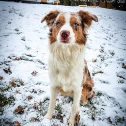 Ponyo - Australian Shepherd
