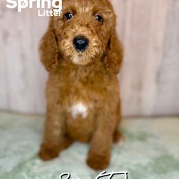 Sage - Red  female Goldendoodle puppy in Houston, Texas from Golden Life Doodles