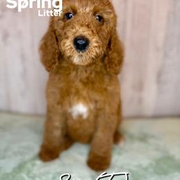 Sage - Red  female Goldendoodle puppy in Houston, Texas from Golden Life Doodles